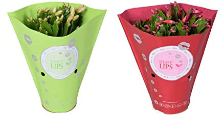 Pack de Dos Cactus de Navidad Naturales Schlumbergera Flores de Colores