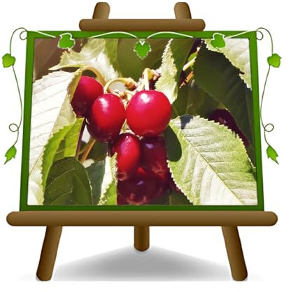 Cerezo Grossa di Pistoia - planta frutal en maceta de 24/26 cm. Altura: 150~170 cm. - Edad: 4 años