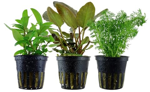Garnelio Aquarium Pflanzen - 3X Wasserpflanzen - Aquarienpflanzen für Anfänger - Limnophila Lagenandra Staurogyne - Set mit 3 Aquariumpflanzen
