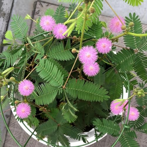 mimosen blumensaat biosaatgut bodendecker winterhart mehrjährig blumengarten balkon garten gartenkräuter pflanzenkübel kräutersamen gartenblumen mehrjährig winterhart pflanzensamen 25samen