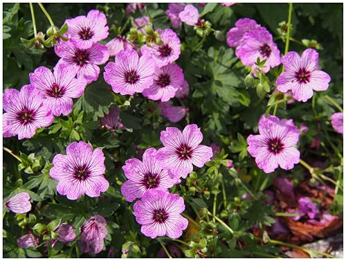 Stauden Gänge 3 x Geranium cinereum ‘Lawrence Flatman’ (Winterhart/Stauden/Staude/Bodendecker/Mehrjährig) Aschgrauer Storchschnabel - Ein Blütenteppich in Rosa und Purpur - sehr Bienenfreundlich
