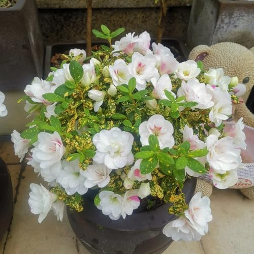 semi di rododendro - azalea, giardino interno tappezzanti 320pcs