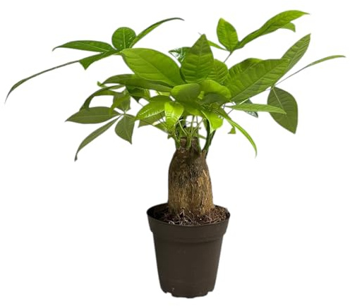 Hopewind Plants Shop - Money Tree Stump Live Plant, 12-14 inch Tall, Easy to Grow Live Indoor Bonsai Tree, Pachira aquatica