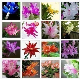 Livre Graines De Zygocactus Truncatus Schlumbergera Plantes En Pot Graines De Plantes Laughing Green Paquet De 100 Graines