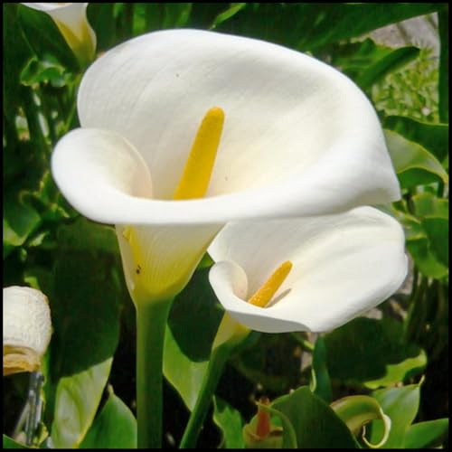 Mehrjährige Blumenzwiebel ist winterhart, Winterhart zwiebeln, Winterhart pflanzen, Blumenzwiebel Mix, Mysteriöse magische Glühbirne-2 Calla Lilien zwiebeln