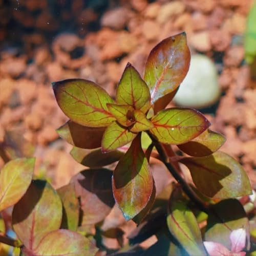 wasserpflanzen, pflanzensamen deko aquarium teichpflanzen winterhart luftreinigende zimmerpflanzen ausgefallene geschenke aquarium bodendecker 150pcs