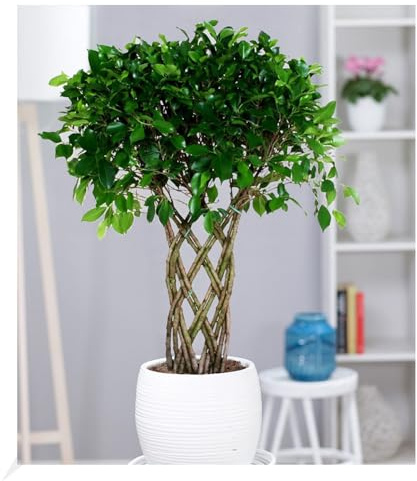 BALDUR Garten 1x Ficus exotica Geflochtener Stamm ca. 100-110 cm hoch | Pflanze im 27 cm-Topf, pflegeleicht, Zimmerpflanze, Grünpflanze, Birkenfeige Fikusbaum, mehrjährig - frostfrei halten