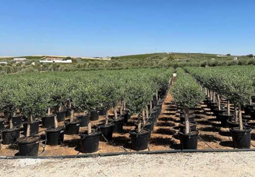 Ulivo olivo Olea europea pianta in mastello da 35 litri FOTO REALI Vivaio di Castelletto