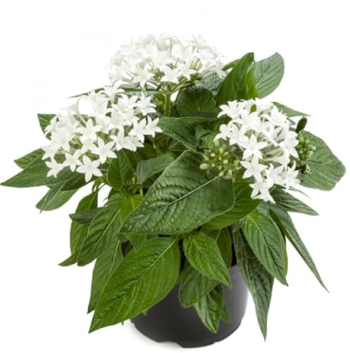 Pentas o Pluma de San Miguel Flor Rastrera Ideal para Decorar tu Terraza