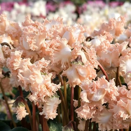 ciclamino facile coltivare Decorazioni giardino per esterni di 120semi