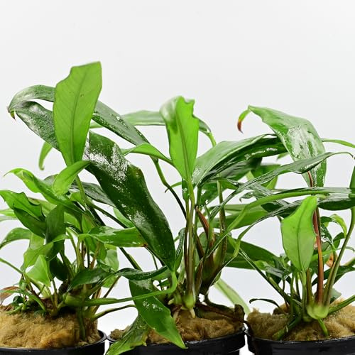 AquaBreedingSkill Set de 3 plantes Anubias Minima d’aquarium vivante pour eau douce, plante verte décorative pour aquarium, idéale pour poissons et crevettes – avec passeport phyto (Minima 3 pcs)
