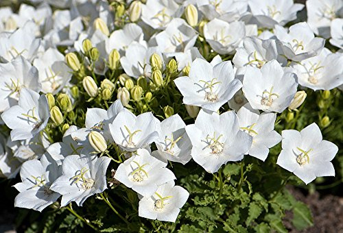 Rapido White Carpathian Bell Flower - Campanula - Live Plant - Quart Pot