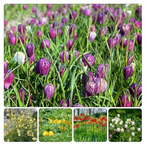 Fritillaria imperiale -, copertura del terreno, resistente, in vaso, rari primaverili, lungo periodo di 5bulbi