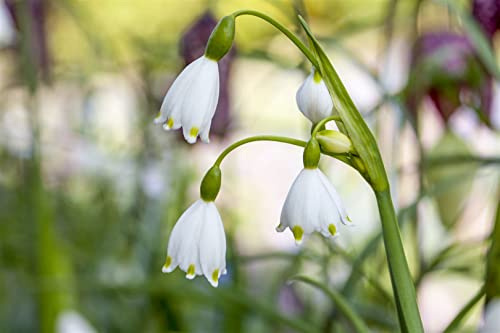 Leucojum aestivum 'Gravetye Giant' 11x11 cm Topf – Winterhart, Mehrjährig, Pflegeleicht – Sommer-Knotenblume – Zwiebelpflanze für Beet & Teichrand