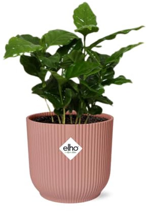 Coffea Arabica in Vibes Fold rosa - 25cm - Ø14cm - Zimmerpflanze - Immergrün