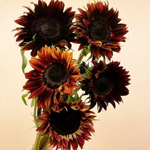 sonnenblumen exotische zimmerpflanzen hochbeet balkon sommerblumen topfpflanzen draußen winterhart frühlingsblumen indoor kräutergarten winterharte stauden dauerblüher schnittblumen 200samen