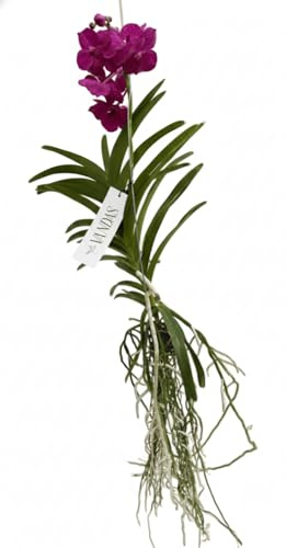 VANDAS Vanda Ibrido – Orchidea Epifita di Alta Qualità | Fioritura Ripetuta, Radici Aeree | Per Panieri Appesi | Colori Assortiti | Made in Italy