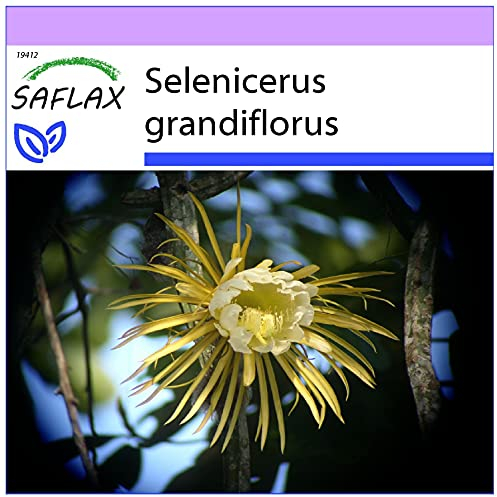 SAFLAX - Reina de las flores - 40 semillas - Selenicerus grandiflorus