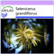 SAFLAX - Reina de las flores - 40 semillas - Selenicerus grandiflorus