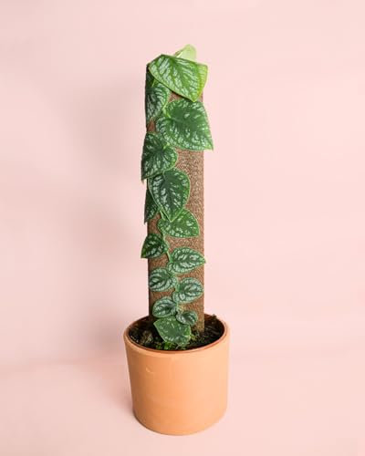 PUR PLANT Monstera dubia | Planta natural de interior premium | Maceta de Ø14 cm | Trepadora exótica y elegante
