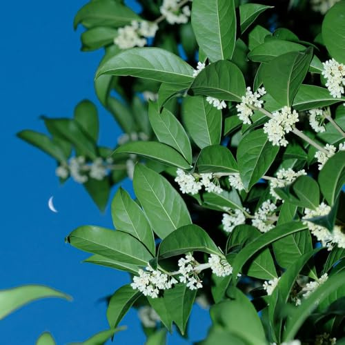 Semi di Osmanthus Fragrans, comprare da balcone semi di da esterno resistenti rare giardino arbusti e siepi e arbusti esotiche giardino roccioso 85pcs