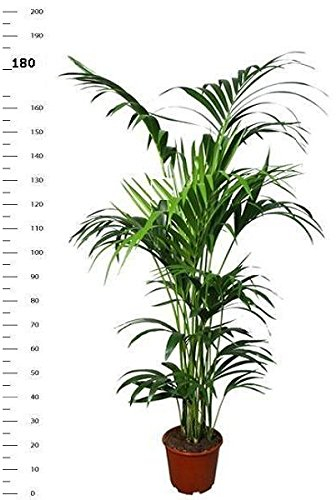 Kentia Palme 180-190 cm Howea forsterian