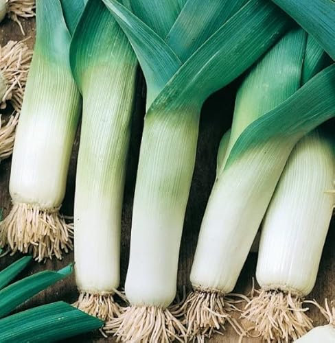 Leek Elephant Winter Hardy 400 Seeds + Freebie + Plant tag - Allium, Green