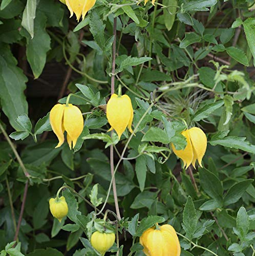 Gold Waldrebe 125-150cm - Clematis tangutica - lebende Gartenpflanze aus den Baumschulen
