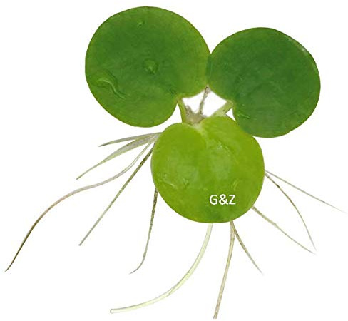 12 Amazon Frogbit (Limnobium Laevigatum), Live Aquarium/Aquatic Floating Plant by G&Z