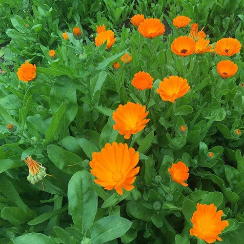 Plant World Seeds - Calendula Officinalis Seeds (Annual/Perennial Flower Seeds)