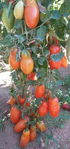 San Marzano Lampadina 10 Samen