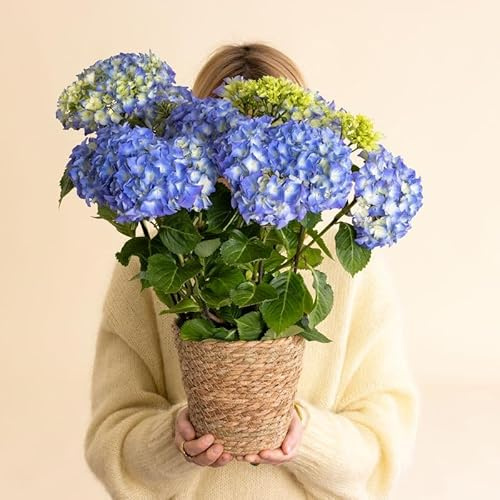 Fleurs et Délices - Hortensia Bleu - Plante Fleurie - Avec cache-pot - Fabrication Française Artisanale de Qualité - Plante à Offrir - Fête des Pères - Cadeau Papa - Idée Cadeau Homme