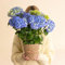 Fleurs et Délices - Hortensia Bleu - Plante Fleurie - Avec cache-pot - Fabrication Française Artisanale de Qualité - Plante à Offrir - Fête des Pères - Cadeau Papa - Idée Cadeau Homme