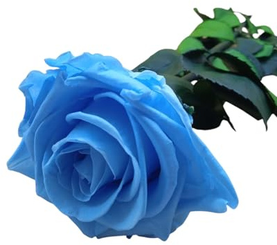 Genérico Rosa Azul eterna. Rosa Azul Preservada. Color Azul Celeste. Regalo Original. Hecho en España.