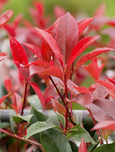 Rote Glanzmispel 'Red Robin' - Photinia fraseri 'Red Robin' - Containerware 40-60cm - Garten von Ehren®