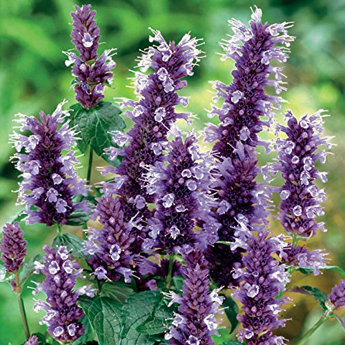 12 unità Agastache 'Black Adder' - Agastache Vaso 9x9cm ±1 m² - Fiori Viola, Pianta Aromatica, Perfetta per Giardini Profumati