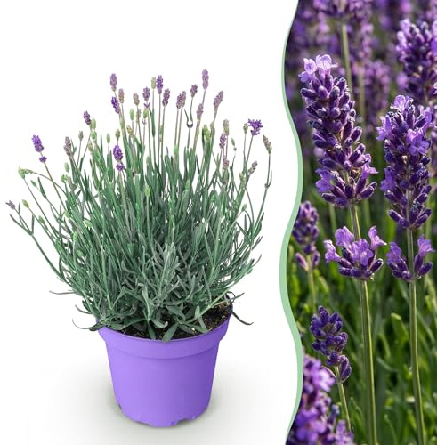 Lavandula angustifolia Munstead - Lavanda - Hardy - Violeta - 20-25cm - Ø12cm - Planta de jardín