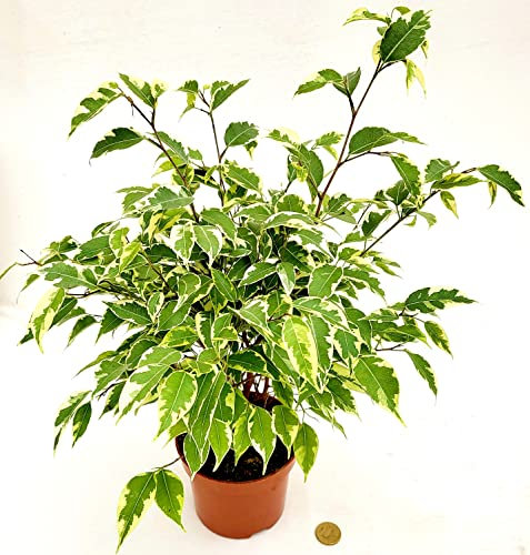 FICUS BENJAMIN VARIEGATO, VASO 13CM DIAMETRO, pianta vera