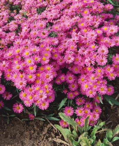Aster dumosus 'Heinz Richard' 9x9 cm Topf – Winterhart, Mehrjährig, Pflegeleicht – Kissen-Aster – Beetstaude für Garten & Rabatte