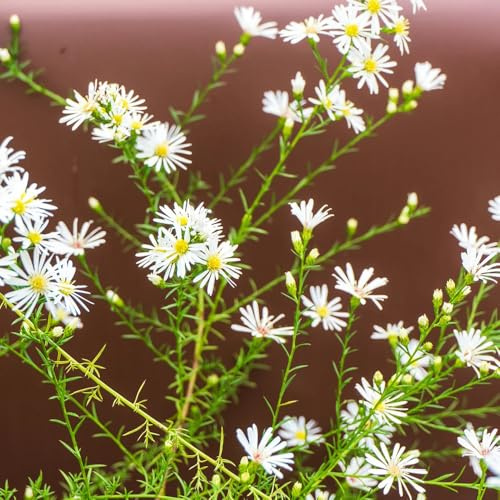 semillas de brezo, balcón resistentes para camas elevadas jardín rocas perennes raras, decoración variedades antiguas 250pcs