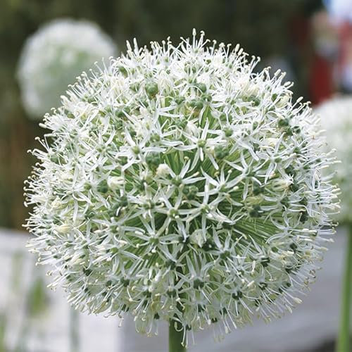 Allium stipitatum 'Mount Everest' / Ail d'ornement/Conteneur de 1 à 1.9 litres/Vivace
