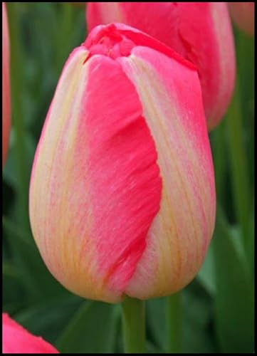 Mysteriöse magische Glühbirne, 2025 Winterhart pflanzen, Mehrjährige Blumenzwiebel ist winterhart,Winterhart zwiebeln -3 Tulpen Zwiebeln -G
