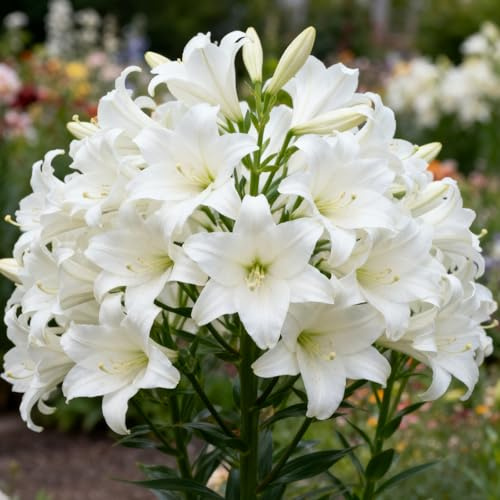 Rizomas de lirio de otoño, lirios perennes resistentes, cultivo de lirios raros, adecuado para plantar en primavera y otoño.-10 Rizomas-B
