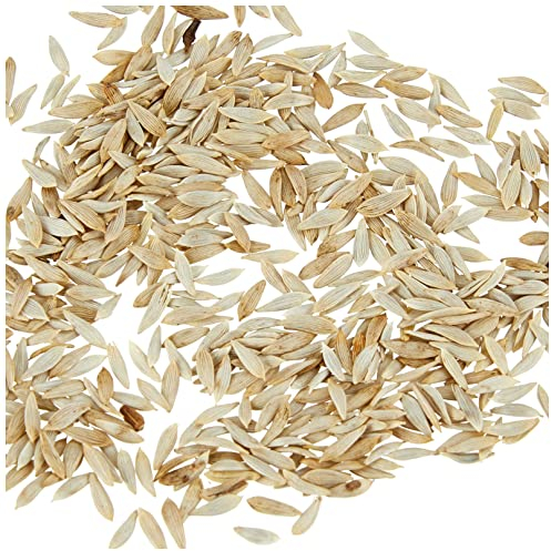 Bio Samen - Pflücksalat Sommerwunder (400 Samen - Bio)