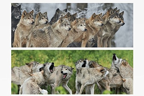 1x 3D Lesezeichen Wölfe 15x5cm Tiere Wackelbild Wackelkarte Buchzeichen Bookmark Bücher Buch Wolf