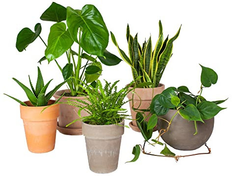 Plantas de Interior para Principiantes | DECOALIVE | Aloe Vera | Monstera Deliciosa | Sansevieria | Helecho | Potho