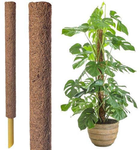 60cm Extendable Coir Moss Pole – Natural Coco Coir Plant Support Stick for Monstera, Pothos & Indoor Vining Plants – Ideal Climbing Plant Support (3 x 60cm Mosspoles)