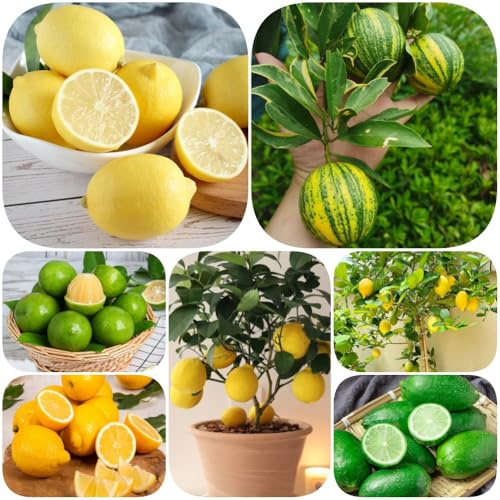 semillas de limonero - en espaldera variedades antiguas, resistentes resistentes semillas de 60pcs