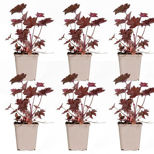 Bloomique - 6er-Set - Heuchera Micrantha Palace Purple - Purpurglöckchen - Gartenpflanzen - Winterhart - Tierfreundlich - Höhe 10-20 cm - Topf 9x9 cm