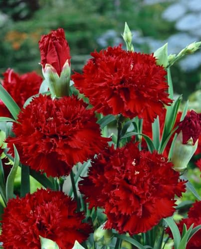 Dianthus gratianopolitanus 'Rubin' 9x9 cm Topf – Winterhart, Mehrjährig, Pflegeleicht – Pfingstnelke – Bodendecker für Steingarten & Beet